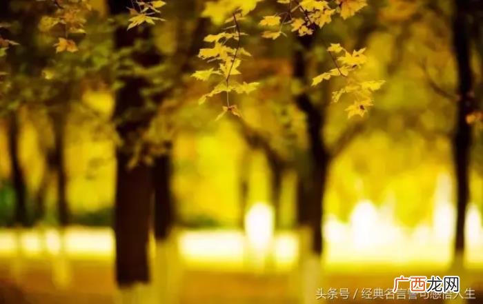 是风的追求还是树的不挽留 叶子的离开是风的追求还是树的不挽留