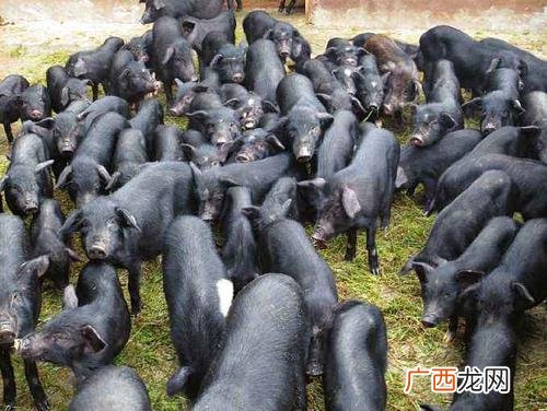 成都到邛崃在哪里坐车 成都邛崃黑猪养殖