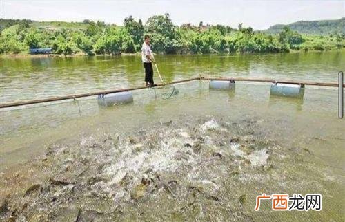 网箱养鱼 池塘?t鱼的养殖技术