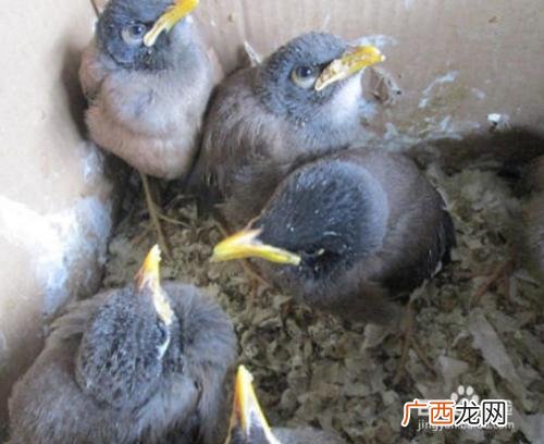 致富经鸵鸟养殖视频 雏聊哥养殖技术