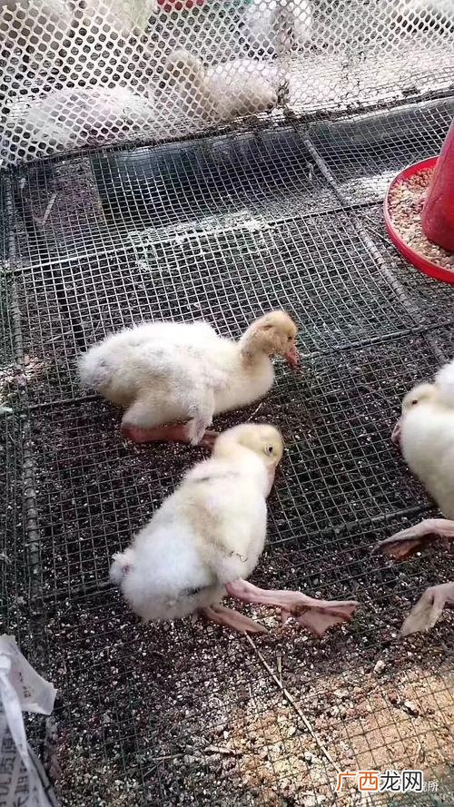 致富经鸵鸟养殖视频 雏聊哥养殖技术