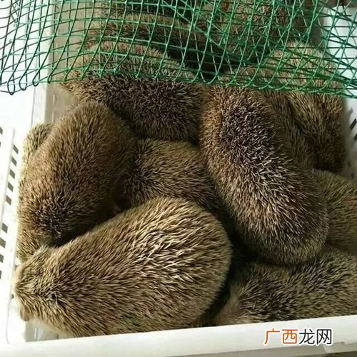 人工养殖刺猬致富经 刺猬的养殖成本