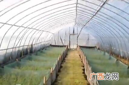 黄鳝养殖技术哪里学 大棚黄鳝养殖基地