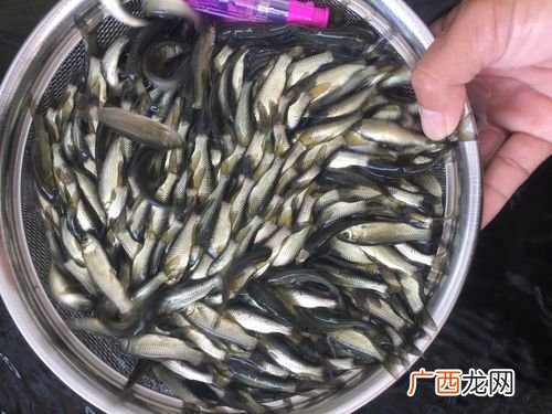淡水虾虎鱼图片 淡水野生小鱼养殖技术