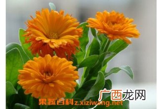 金盏花的功效与作用及食用方法