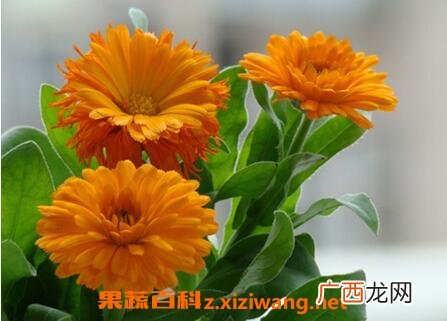 金盏花的功效与作用及食用方法