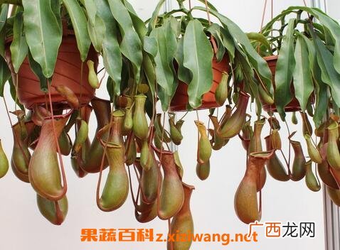 猪笼草如何养殖 猪笼草正确养殖方法