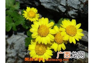黄野菊花的功效与作用及食用方法
