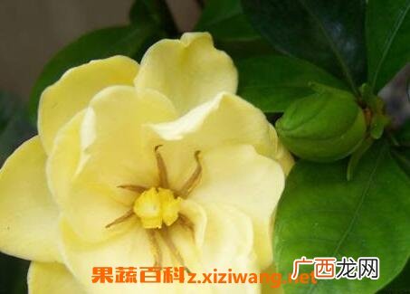黄栀子花的功效与作用