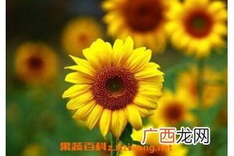 金葵花的功效与作用 金葵花的药用价值