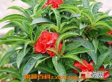 酒泡指甲花的功效与作用