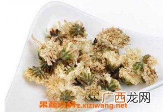 金银花和白菊花的功效与作用及禁忌