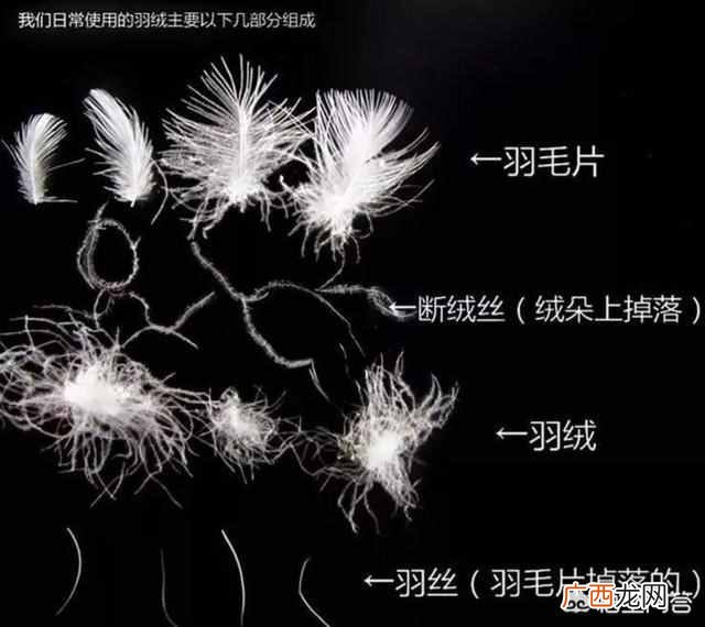 羽绒服应该怎么选 羽绒服是什么牌子的好看