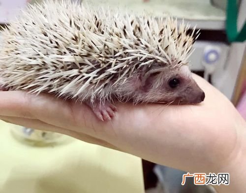 刺猬会爬树吗 东北刺猬养殖技术