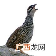 中华鹧鸪的叫声 福建中华鹧鸪养殖场