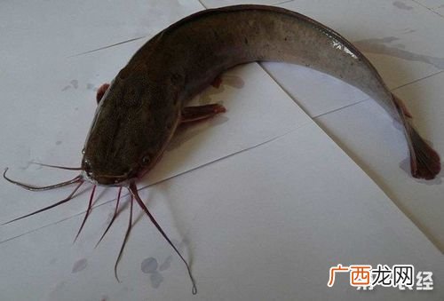 小嘎鱼 嘎鱼养殖与野生区别