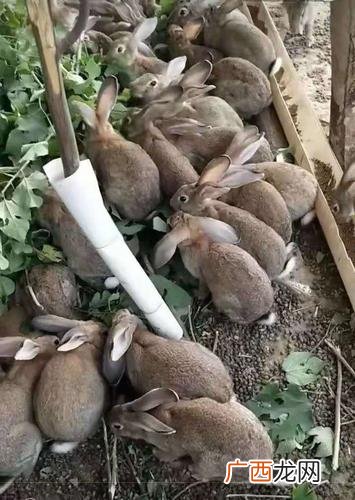 纯种野兔养殖技术 甘肃纯野兔养殖有几家