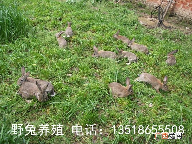 甘肃省哪里野兔成灾 甘肃华亭野兔养殖