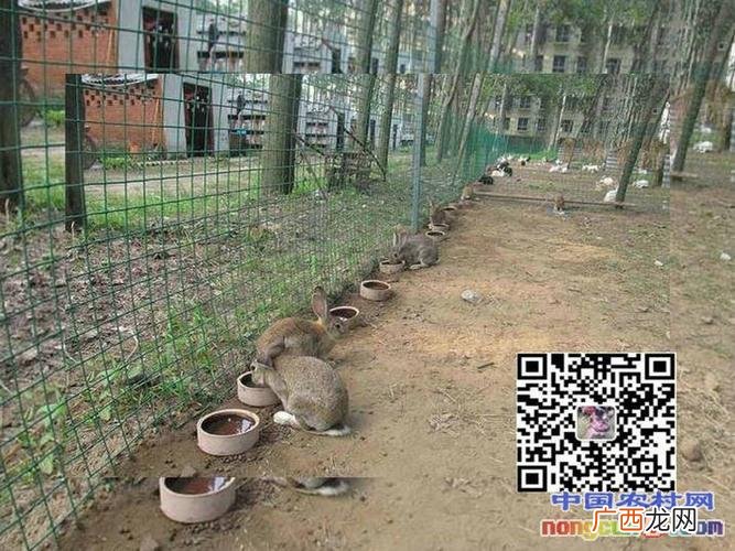 甘肃省哪里野兔成灾 甘肃华亭野兔养殖