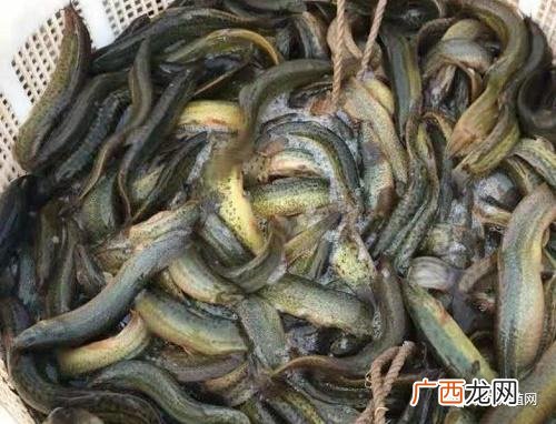 泥鳅的人工繁殖技术 观赏泥鳅养殖技术