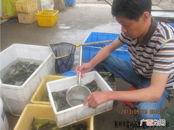 泥鳅的人工繁殖技术 观赏泥鳅养殖技术