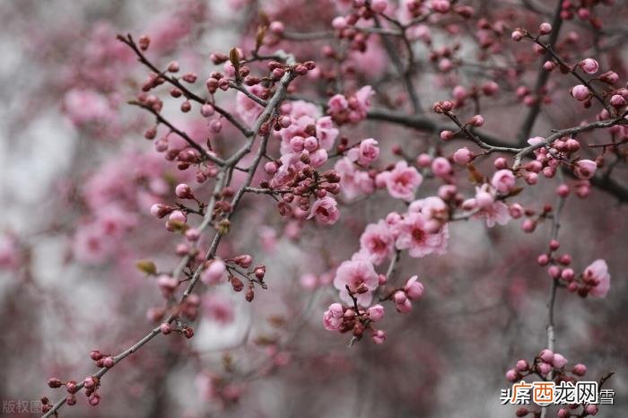 唐朝的花朝也叫落花朝 昨夜闲潭梦落花