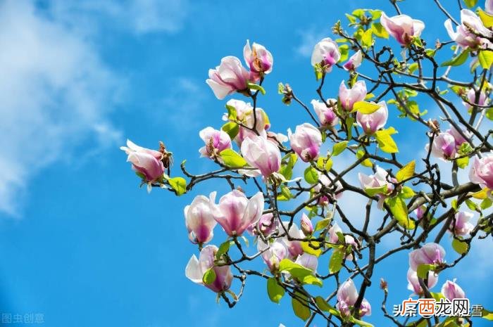 唐朝的花朝也叫落花朝 昨夜闲潭梦落花