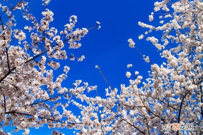 唐朝的花朝也叫落花朝 昨夜闲潭梦落花