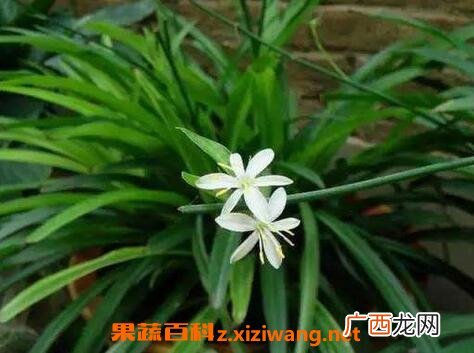 吊兰的功效与作用 吊兰的药用价值