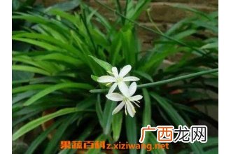 吊兰的功效与作用 吊兰的药用价值