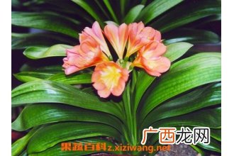 君子兰的养殖方法与注意事顶