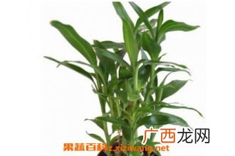 盆栽富贵竹的养殖方法和注意事项