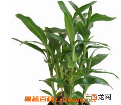 盆栽富贵竹的养殖方法和注意事项