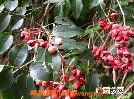 鸡胫花的功效与作用
