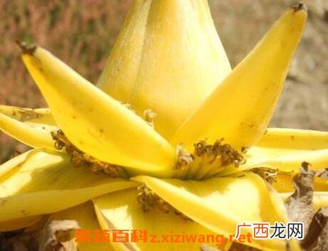 金芭蕉花的功效与作用