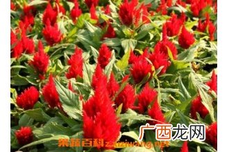 鸡冠子花的药用价值 鸡冠子花的功效与作用