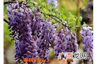 鸡藤花的功效和作用及禁忌