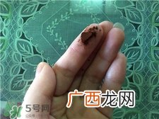 修正破壁灵芝孢子粉怎么样?有效吗?