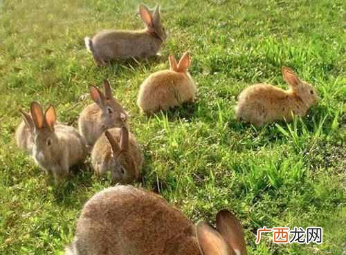 养殖什么最好养殖（10大赚钱养殖项目你值得一看