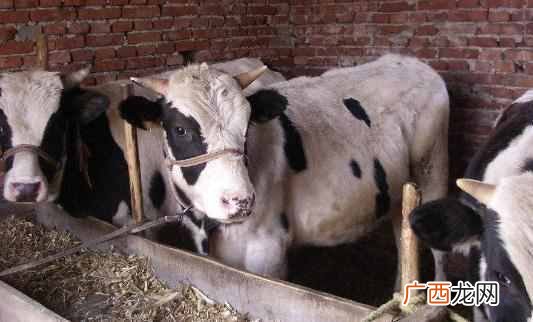 养奶牛如何挣钱 养殖场什么最赚钱奶牛