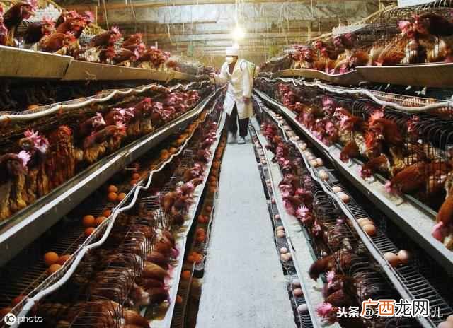 10大赚钱养殖项目你值得一看 养殖业搞什么好