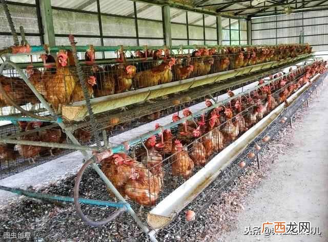 10大赚钱养殖项目你值得一看 养殖业搞什么好