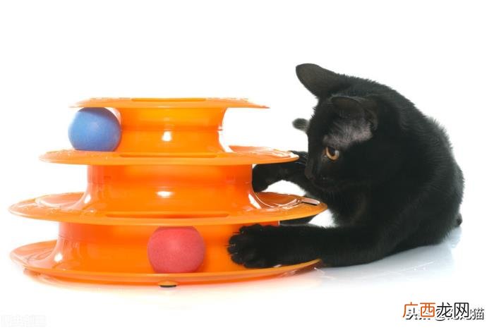如何让猫迅速喜欢你，怎么让猫喜欢你粘着你