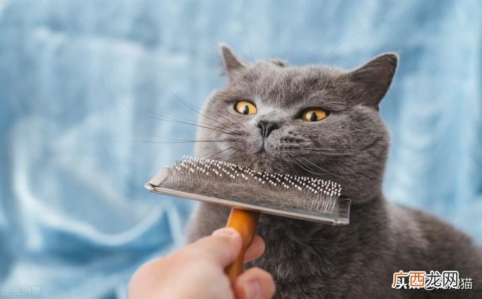 如何让猫迅速喜欢你，怎么让猫喜欢你粘着你