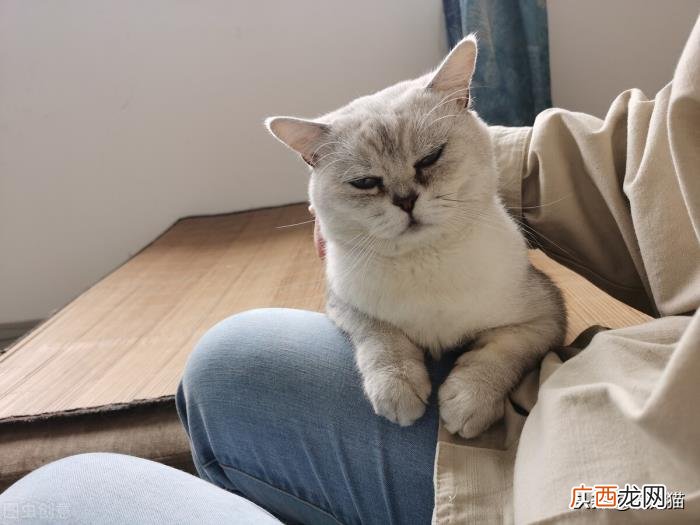 如何让猫迅速喜欢你，怎么让猫喜欢你粘着你