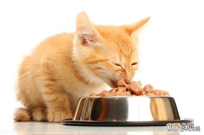 如何让猫迅速喜欢你，怎么让猫喜欢你粘着你