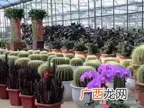 经济效益较高的几种蔬菜 现种什么菜最歉钱