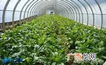 经济效益较高的几种蔬菜 现种什么菜最歉钱