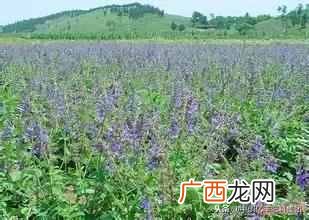 经济效益较高的几种蔬菜 现种什么菜最歉钱