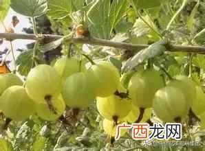 经济效益较高的几种蔬菜 现种什么菜最歉钱